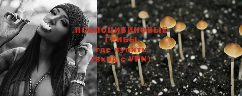 Галлюциногенные грибы Psilocybe  Дыгулыбгей 